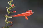 Scarlet calamint